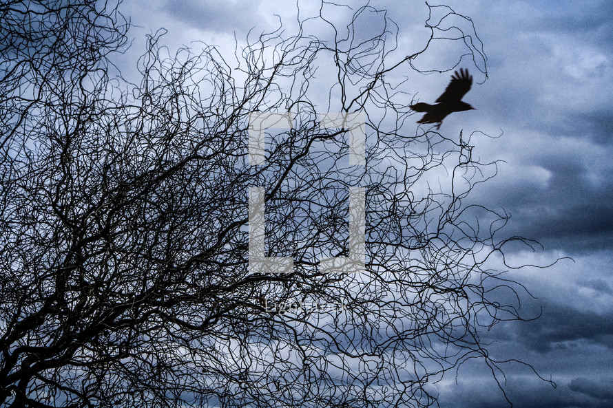 A silhouette of a bird perched on a branch against the backdrop of an icy winter sky.
