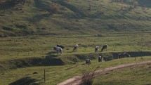 Cattle grazing on meadows, with hills in the background, sunny day - Handheld view