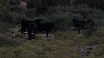 Cattle grazing on the open range at dusk