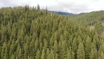Aerial ascending shot of a dense coniferous forest with mountains in the background on a cloudy day.