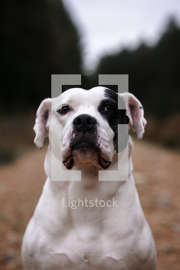 Staffordshire Terrier, white dog with a black eye patch marking