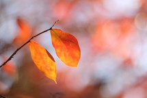 orange fall leaves on a tree