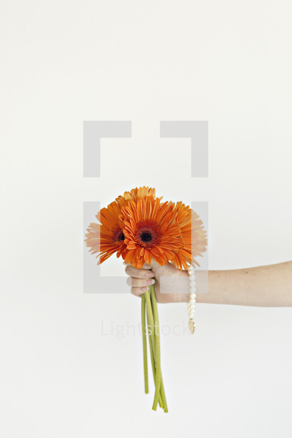 a woman holding gerber daisies 