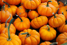 orange mini pumpkins 