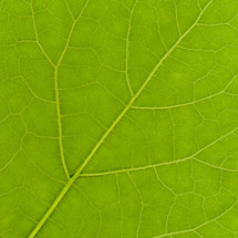 Green leaf texture useful as a background
