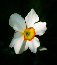 white narcissus daffodil, dramatically lit with dark background