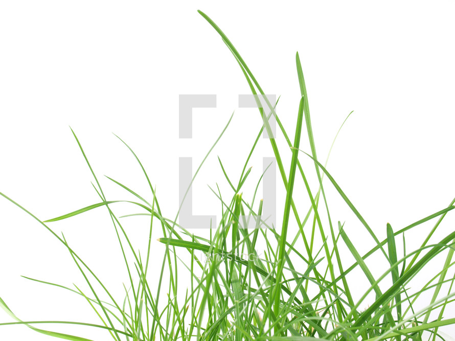 Green grass meadow isolated over white background