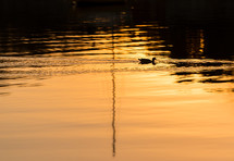 A duck swims in the reflection of the sun.