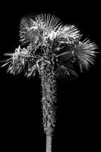 palm tree in black and white 