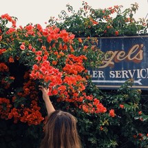 Hand reaching up into flowering bush near a metal sign.