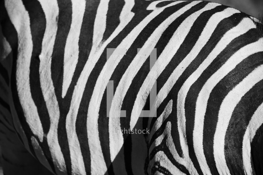 zebra stripes 