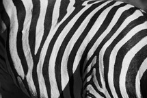 zebra stripes 
