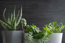 Succulent house plants on a dark wood background