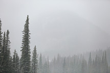 misty mountain and forest background with snow