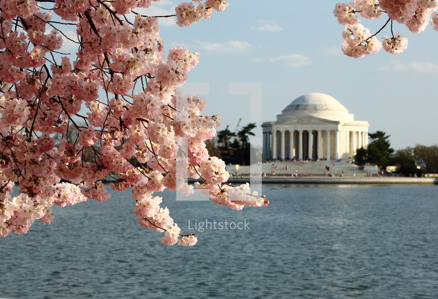 Jefferson Memorial and cherry blossoms 