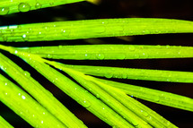 wet palm frond 