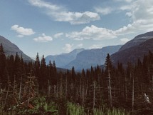 evergreen forest and mountain peaks 