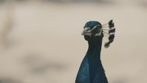 Close up shot of wild Blue colored Peacock watching around in wilderness at sunlight	