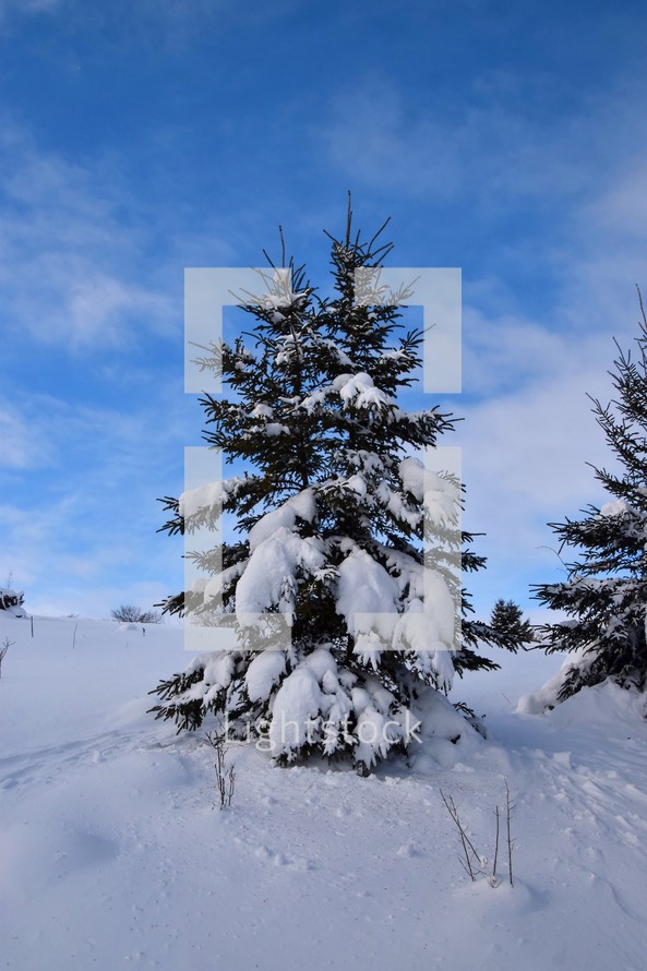 Snow Covered Pine Trees against blue skies