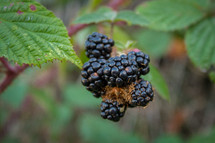 Big Blackberries on a Bramble in the Woods