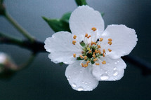 blooming white flower 