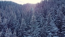 Aerial drone shot of Dense Coniferous Forest Covered In Snow On A Sunny winter Day.
