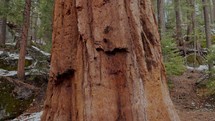 Giant Sequoias in national park