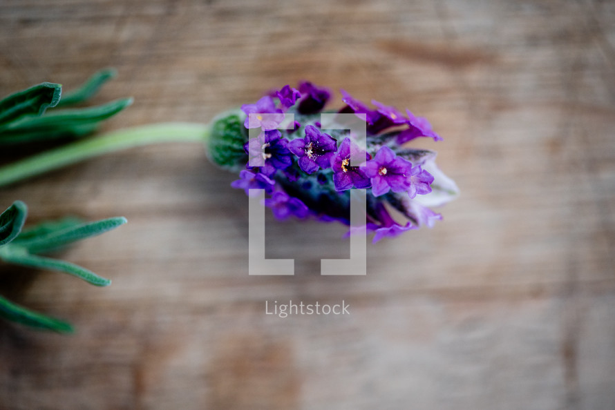 purple flowers on wood background 
