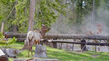 Bull elk animal during the rut in autumn
