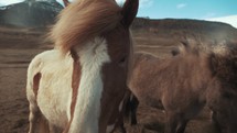 horses with manes blowing in the breeze in Iceland 