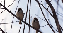 Two Sparrows Perching On A Leafless Tree Branch On A Windy Day. - Closeup