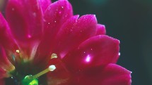 Raindrop on the pink flower