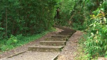 paved steps leading into jungle forest