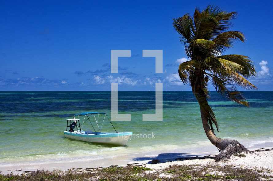 boat beached at a shore and Palm tree 