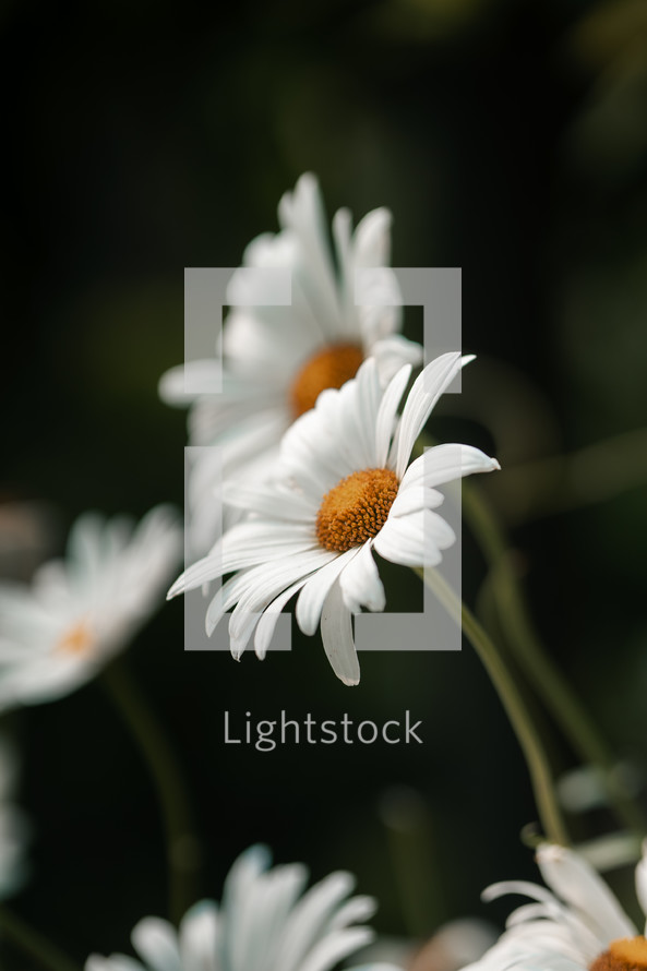 White and yellow daisy wild flower