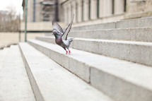 pigeon flying off of stair steps