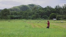Asian Rice Farmer Philipines Walking In Rice Paddy Wide ShotAsian Rice Farmer Philipines Walking In Rice Paddy Wide Shot