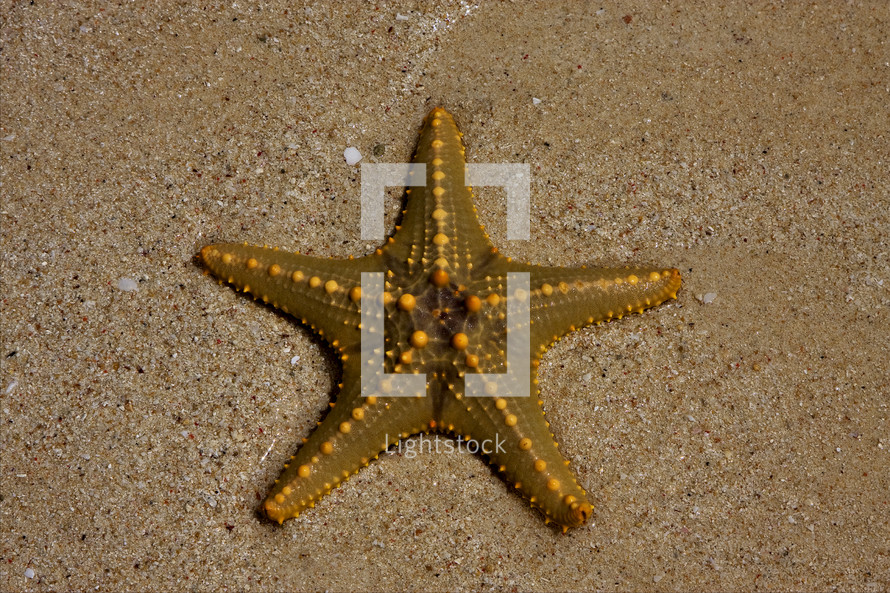 starfish in the sand 