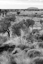 Australian Outback landscape 