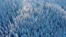 Drone Shot Aerial View Of Dense Coniferous Forest In Snow.