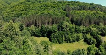 Aerial View Of Thick Vegetation And Green Meadow At The Mountain Range.