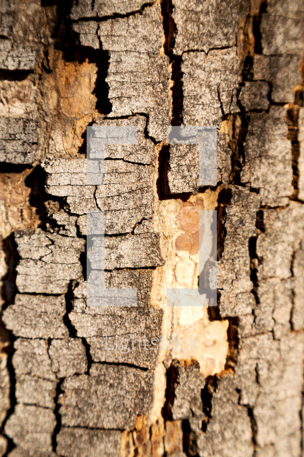 tree bark surface 