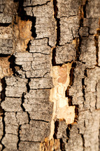 tree bark surface 