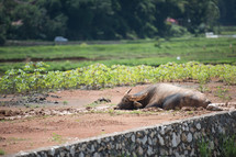 resting water buffalo 