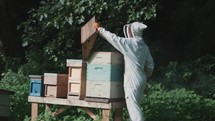 Honey bee inspection by a beekeeper wearing a beekeeping suit, bees hive