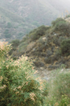 plants on a hillside
