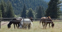 Horses Grazing On Pasture With Dense Forest In Background On A Sunny Day. - wide shot
