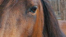 Beautiful Horse Eye Tight Shot Pasture Slider Shot 4K