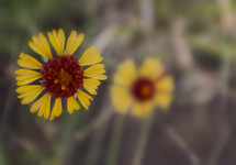 yellow and red wildflower 