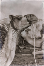 camel head 